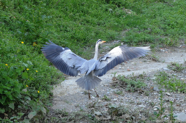 Airone curioso - Ardea cinerea